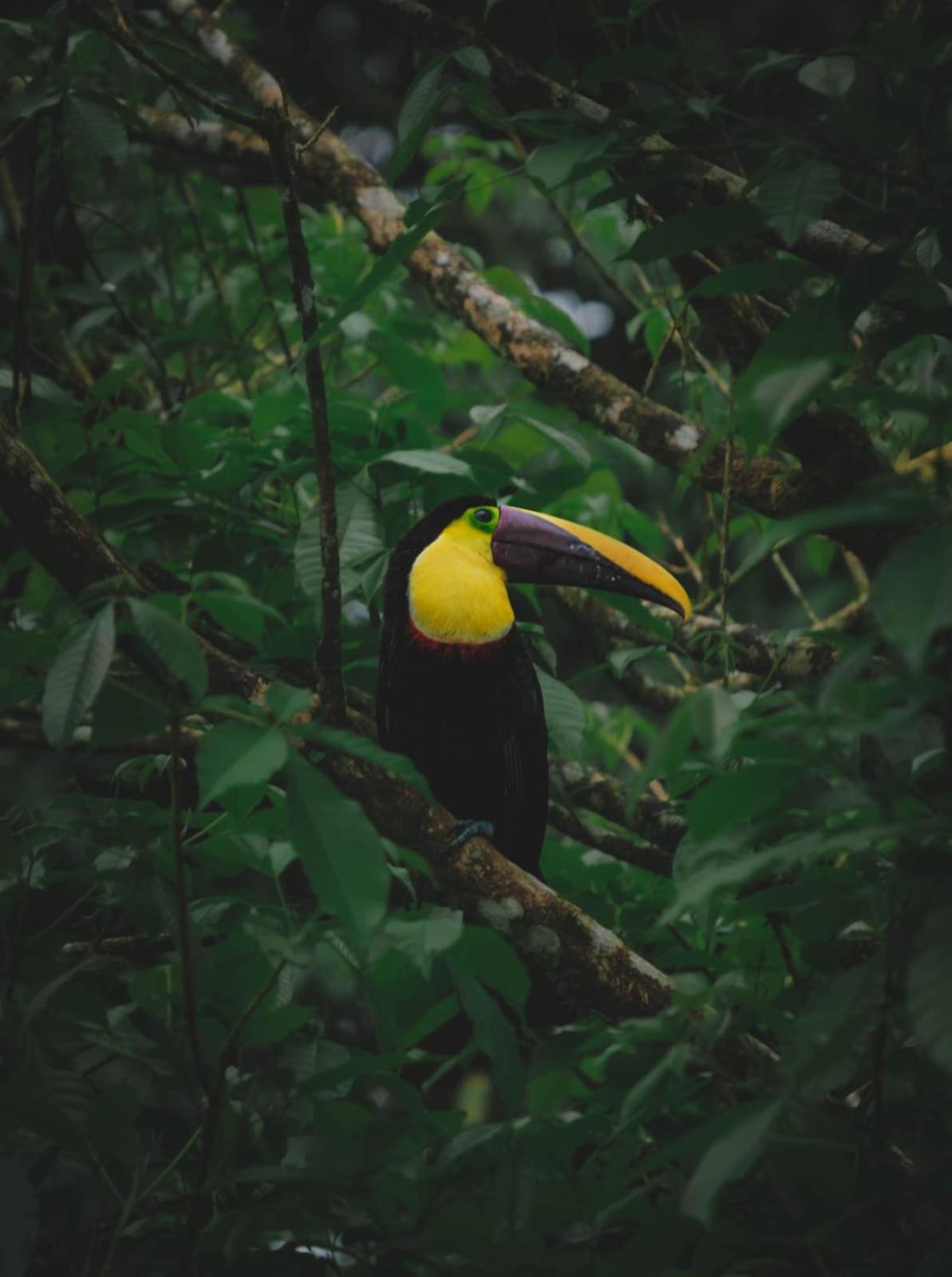 Yarumo Lodge, Rio Celeste Black Chalets ビハグア エクステリア 写真